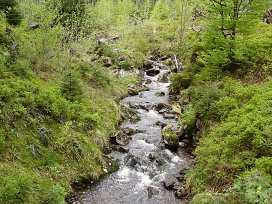 Idyllischer Gebirgsbach unterwegs