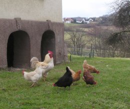 Hhnerhof, die Erste