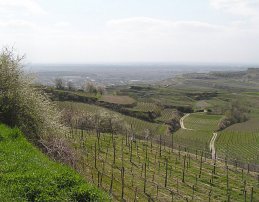 Blick ber Reben zur sdlichen Rheinebene