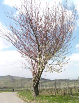 Kirchbaum kur vor dem Lenzenberg