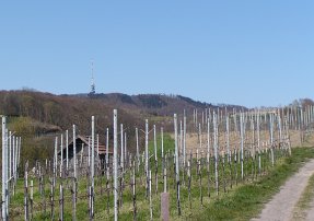 Hinter den Reben der Neun Linden Sendemast