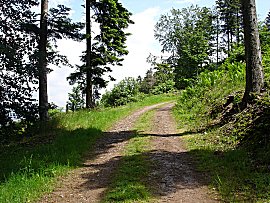 Waldweg vor erster Aussicht