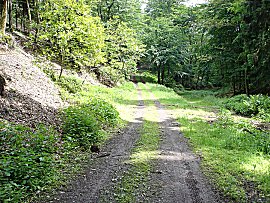 Blick zurck zum Abzweig am Steinthal-Bach