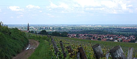 Kirchturm Kintzheim voraus