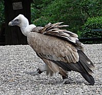 Geier sind die zutraulichsten Vgel der Flugschau.