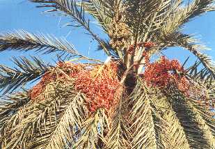 Dattelpalme gegen blauen Himmel