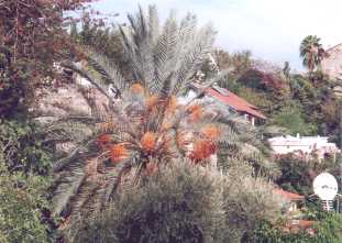 Dattelpalme im Attatrk-Park